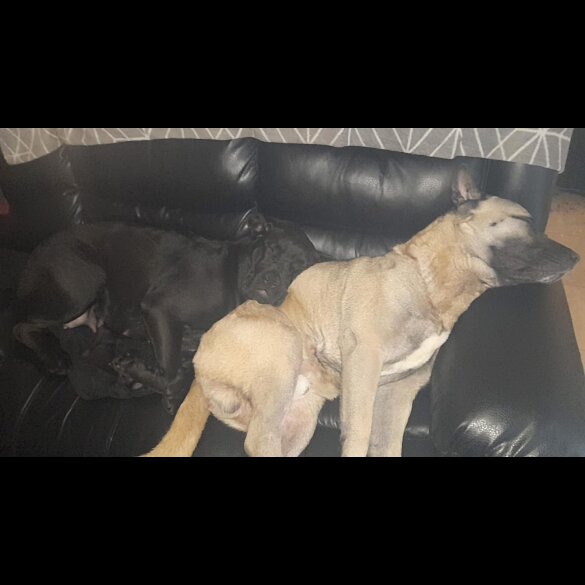 Mixed Breed