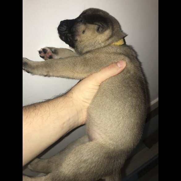 Mixed Breed