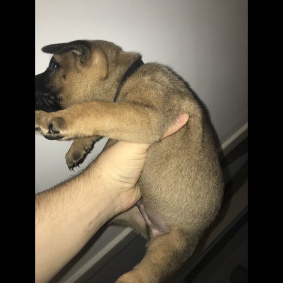 Mixed Breed