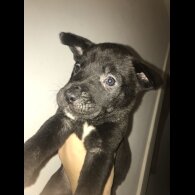 Mixed Breed