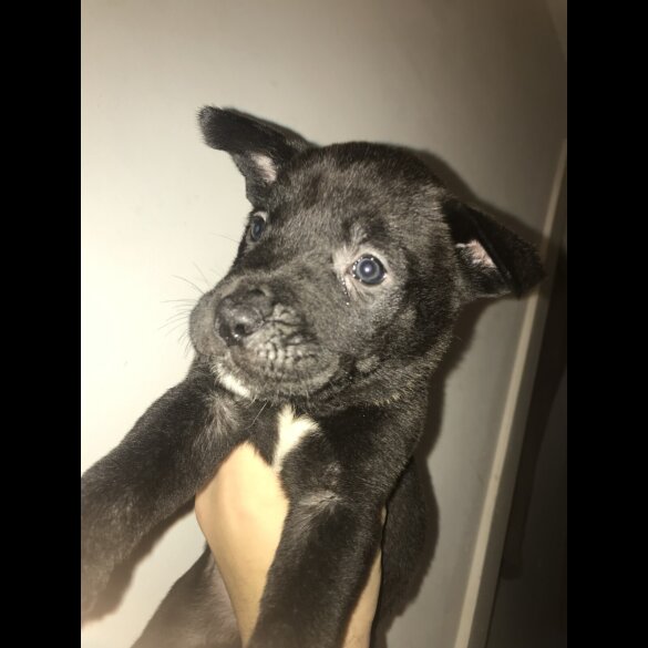 Mixed Breed