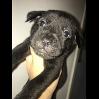 Mixed Breed