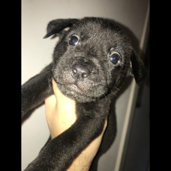 Mixed Breed