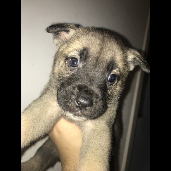 Mixed Breed