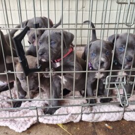 Cane Corso