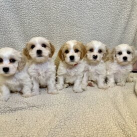 Cavachon - Both