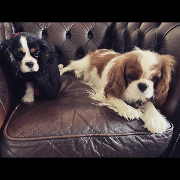 Cavalier King Charles Spaniel - Both