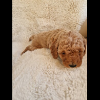Cavapoo - Both