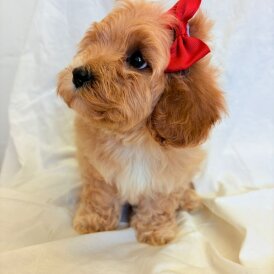Cavapoo