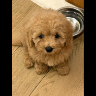 Cavapoo