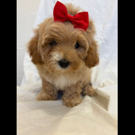 Cavapoo