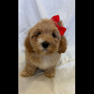 Cavapoo