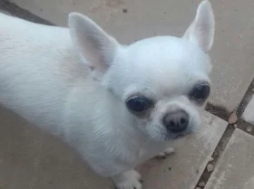 Chihuahua