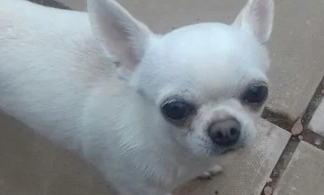 Chihuahua