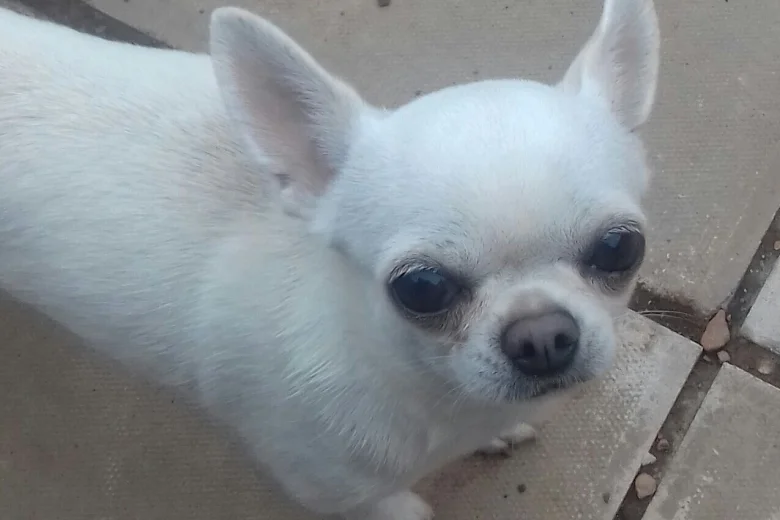 Chihuahua