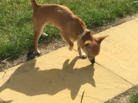 Chihuahua