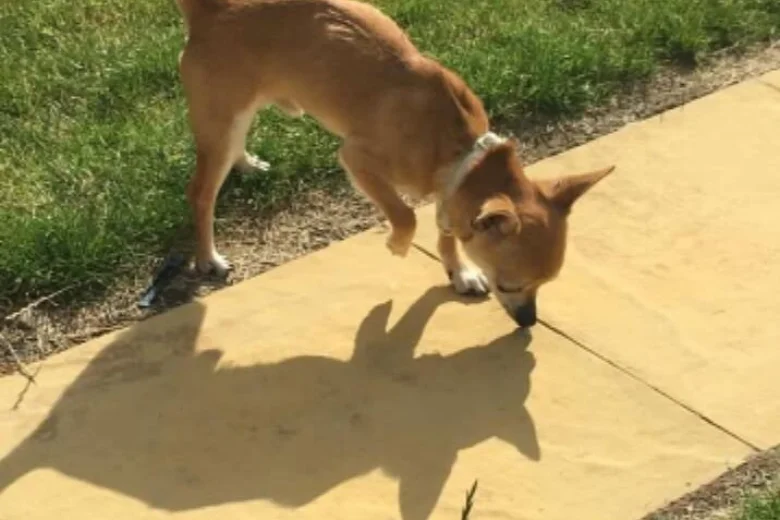 Chihuahua