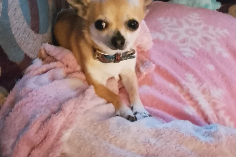 Chihuahua