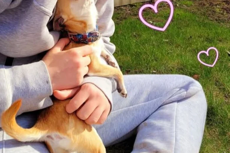 Chihuahua