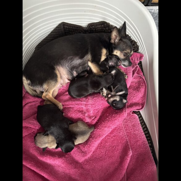 Chihuahua - Both
