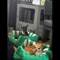 Chihuahua - Both