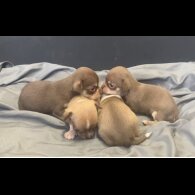 Chihuahua - Both