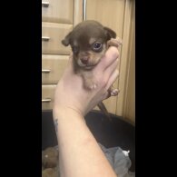 Chihuahua - Both