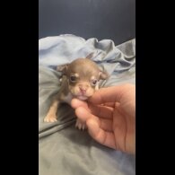 Chihuahua - Both