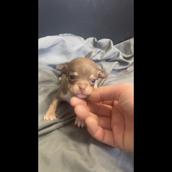Chihuahua - Both