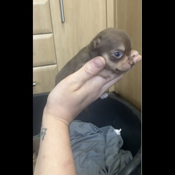 Chihuahua - Both