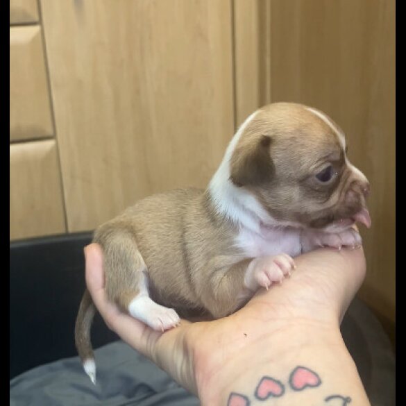 Chihuahua - Both