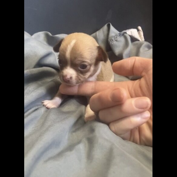 Chihuahua - Both