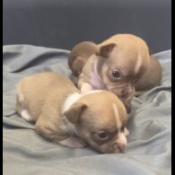 Chihuahua - Both