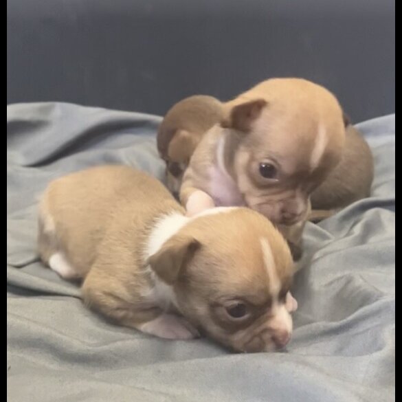 Chihuahua - Both