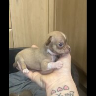 Chihuahua - Both