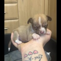 Chihuahua - Both