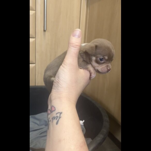 Chihuahua - Both