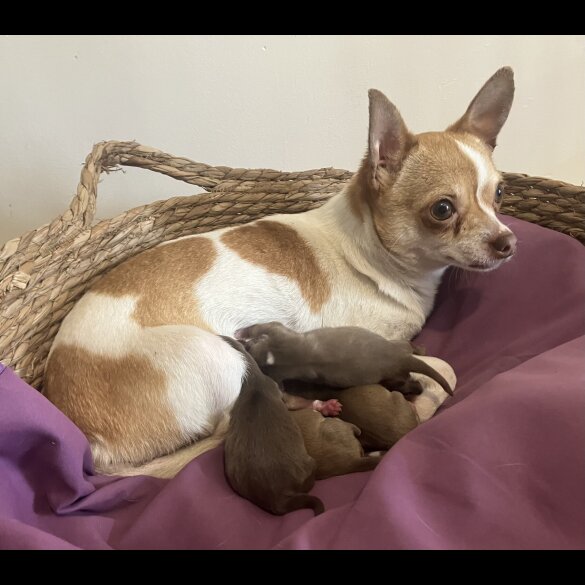 Chihuahua - Both
