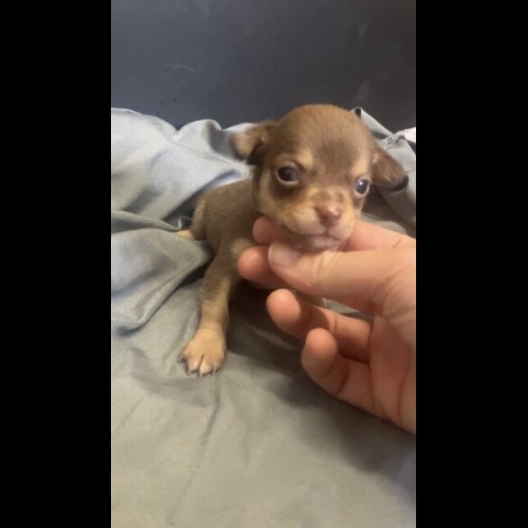 Chihuahua - Both