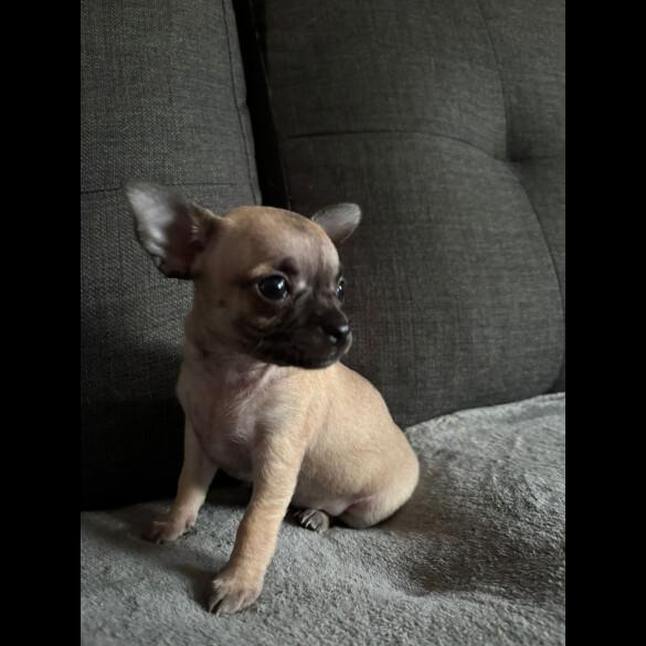 Chihuahua - Both