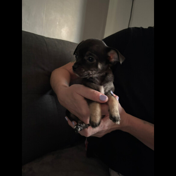 Chihuahua - Both