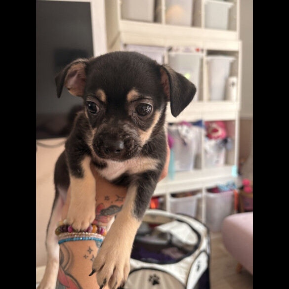 Chihuahua - Both