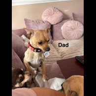 Chihuahua - Both