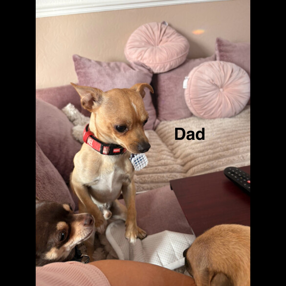 Chihuahua - Both