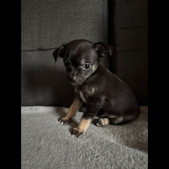 Chihuahua - Both