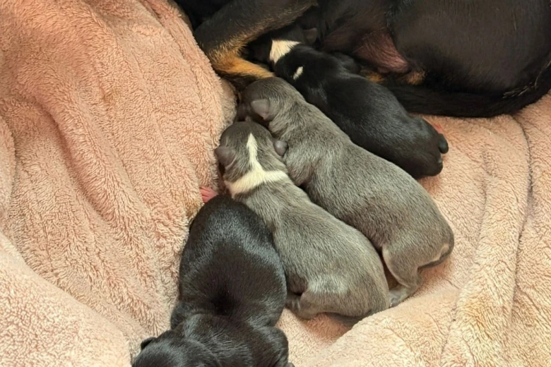 Chihuahua