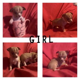 Chihuahua - Both