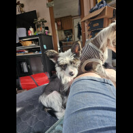 Chinese Crested - Both