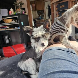 Chinese Crested - Both