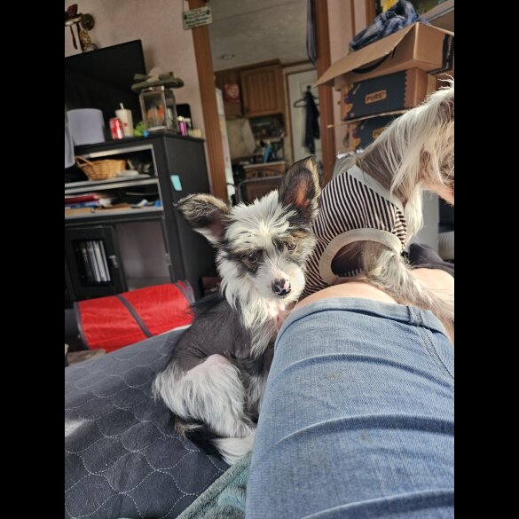 Chinese Crested - Both